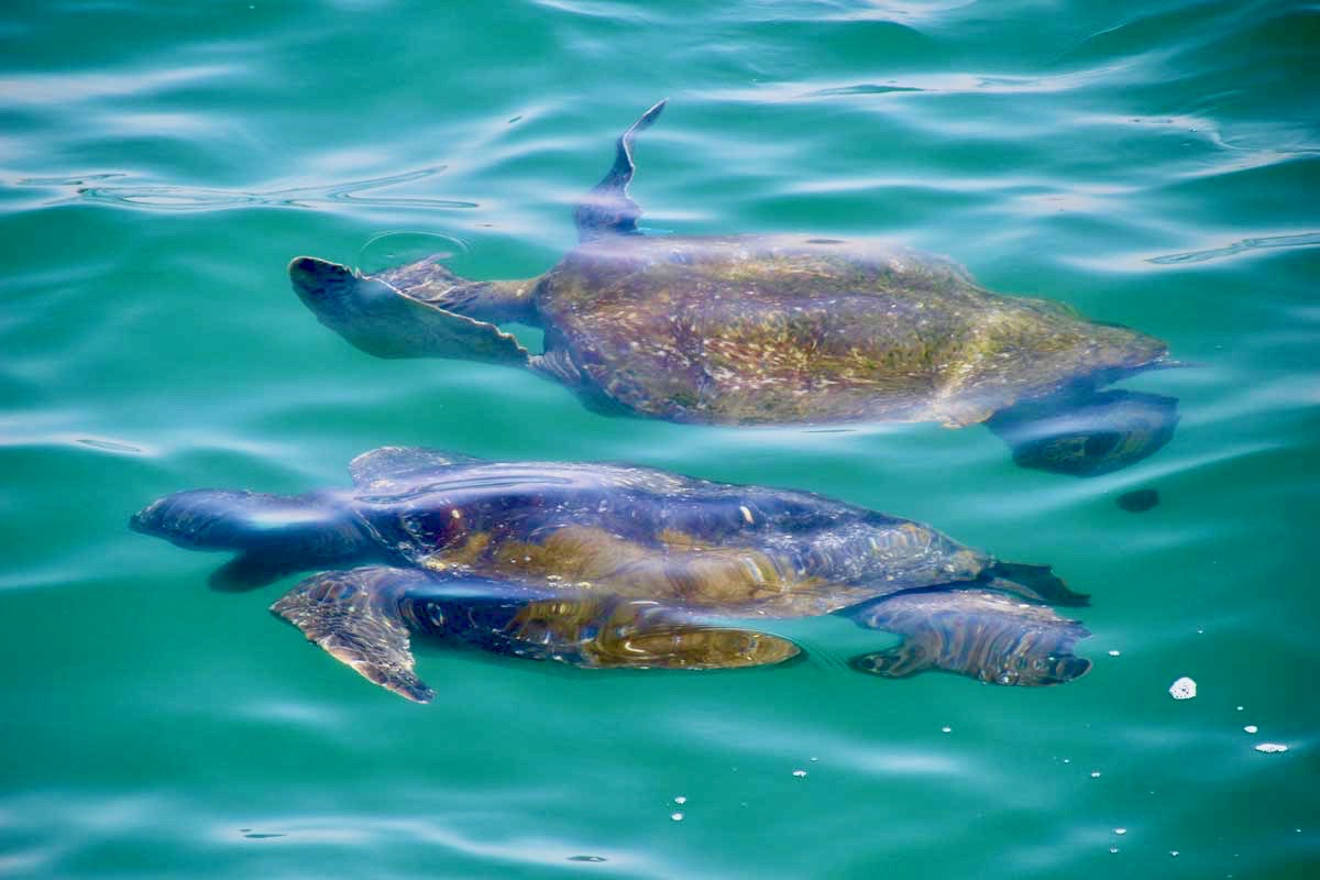 Tortues Mancora