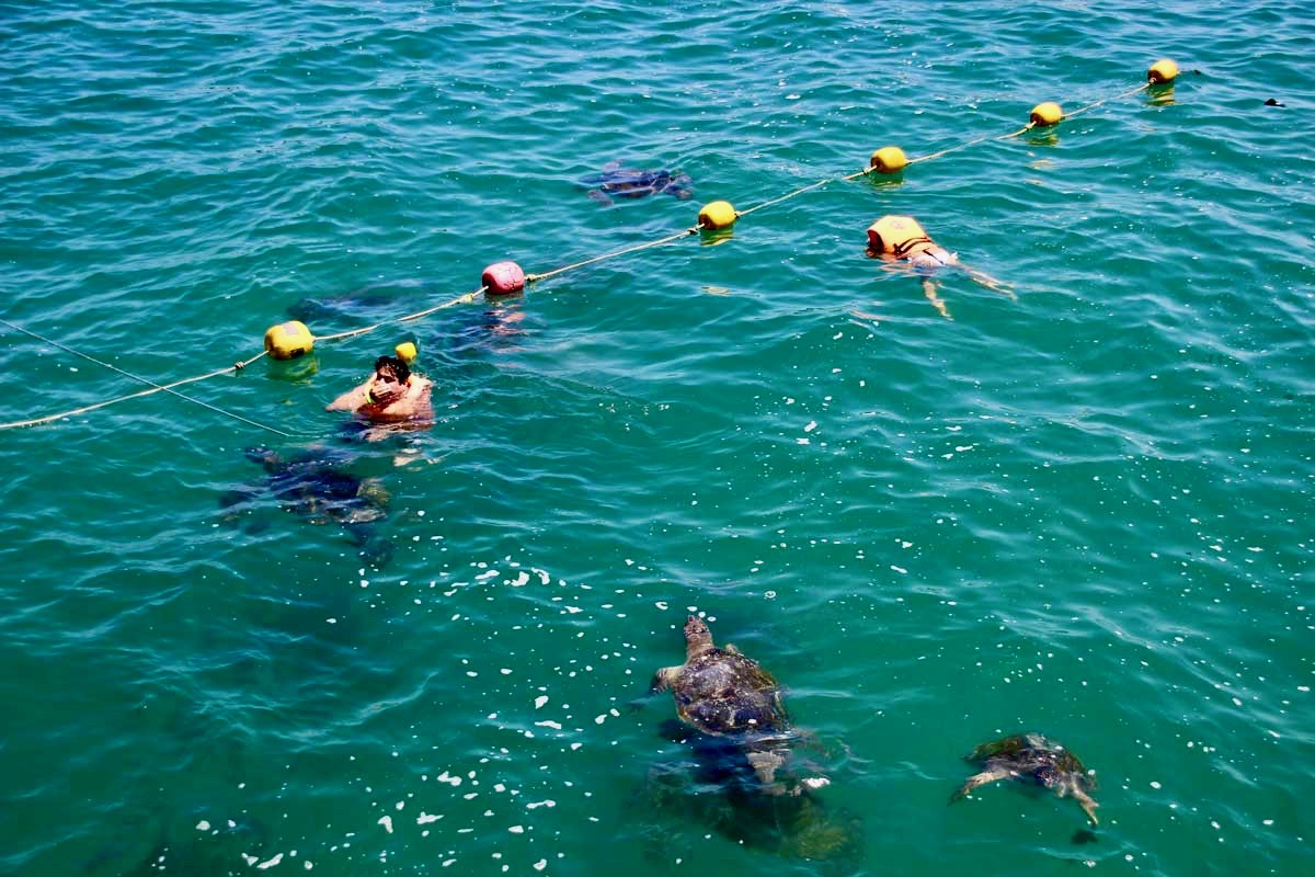 touristes tortues mancora