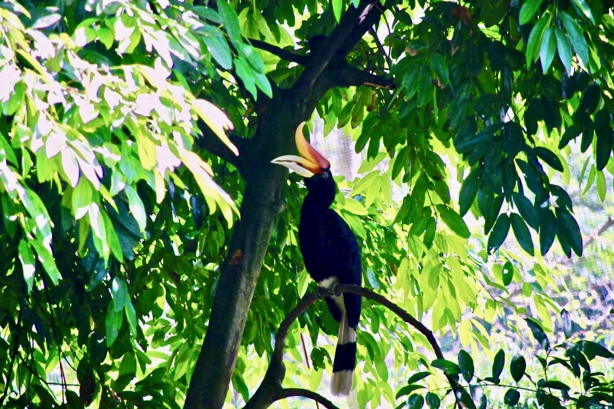 Hornbill KL Bird Park Kuala Lumpur