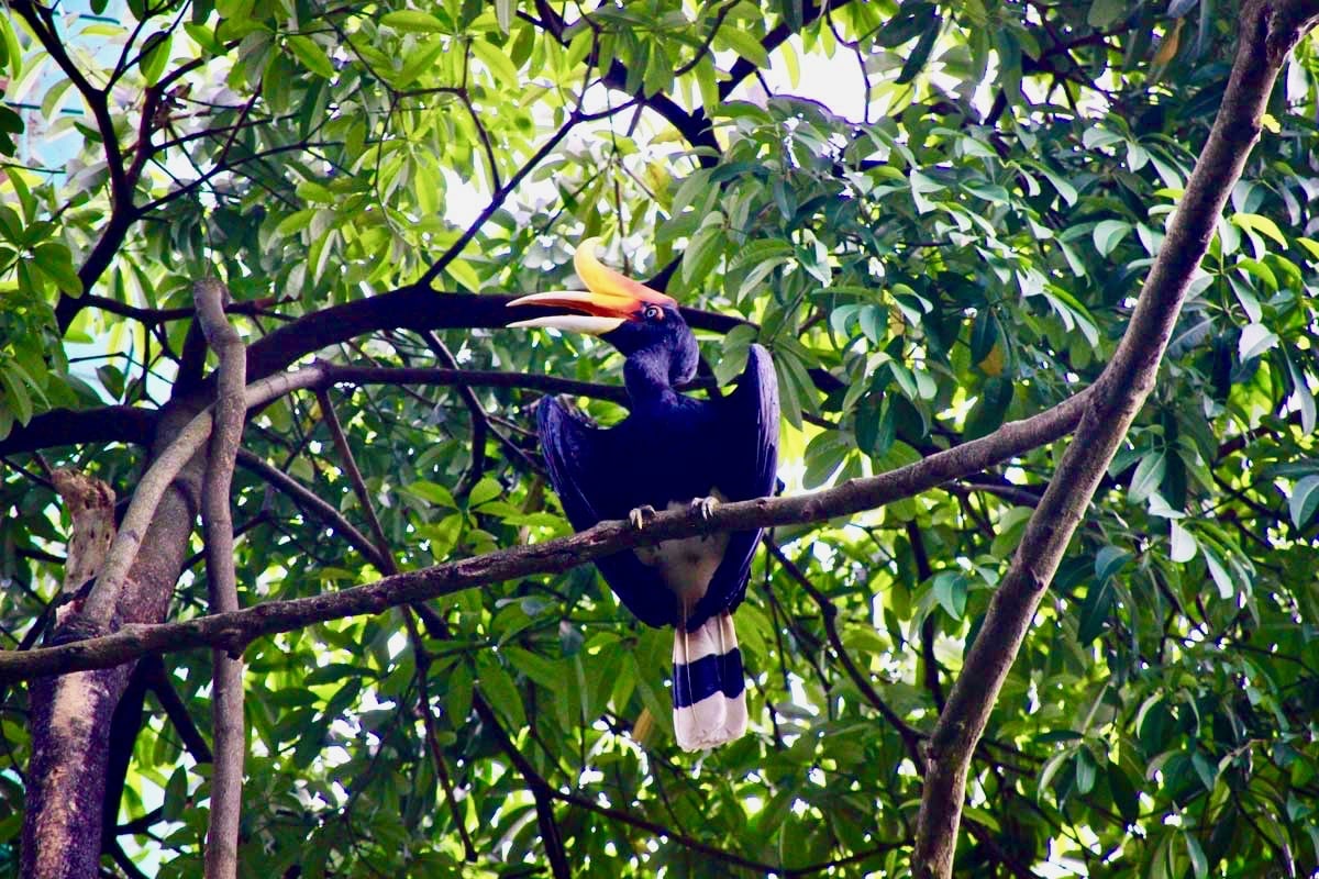 hornbill dans les arbres