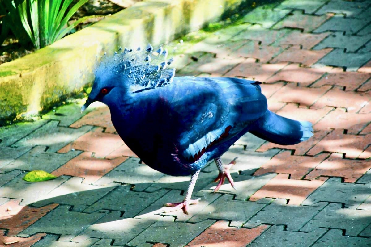 oiseau bleu KL Bird Park Kuala Lumpur