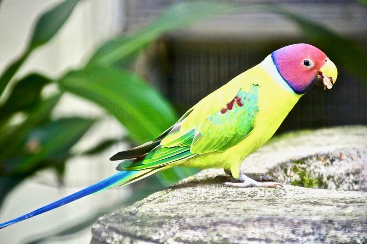 oiseau colore KL Bird Park Kuala Lumpur