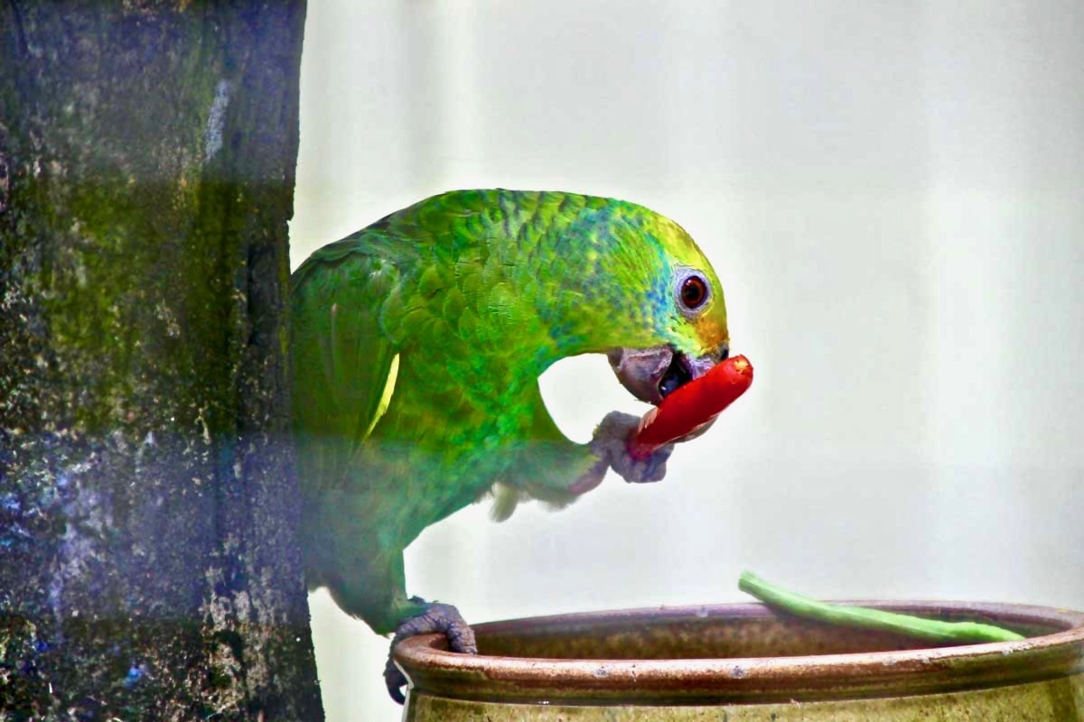 oiseau piment repas KL Bird Park Kuala Lumpur