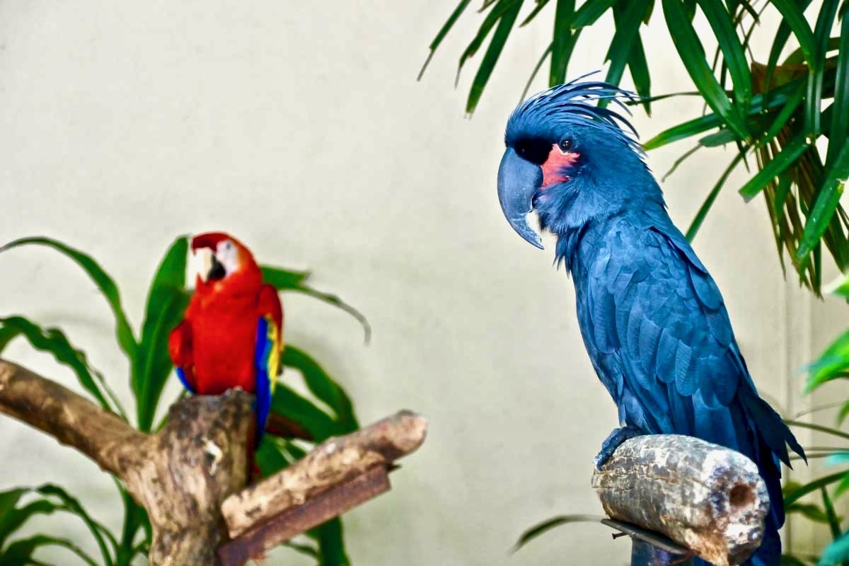 perroquet bleu KL Bird Park Kuala Lumpur