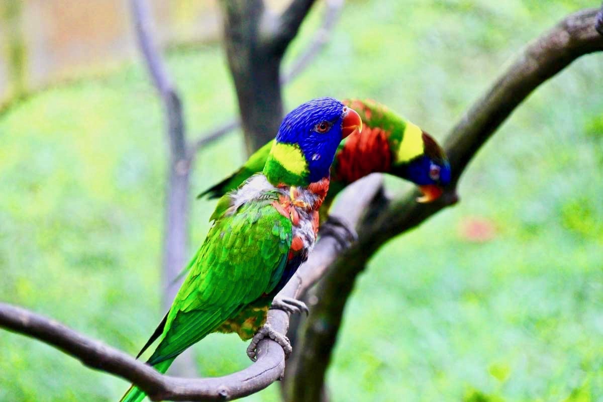 petit perroquet KL Bird Park Kuala Lumpur