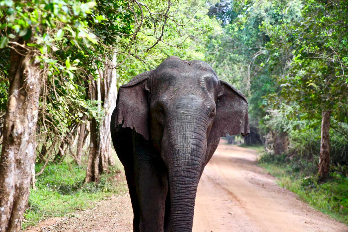 Charge elephant Safari Wilpattu National Park