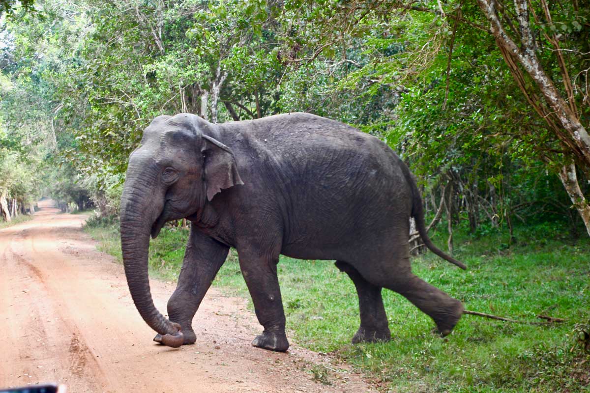 Elephant Safari Wilpattu National Park