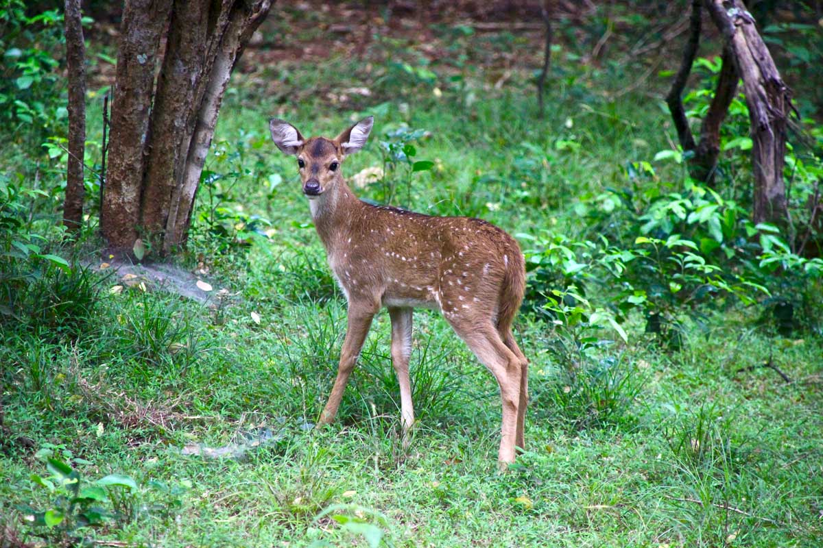 Faon Safari Wilpattu National Park