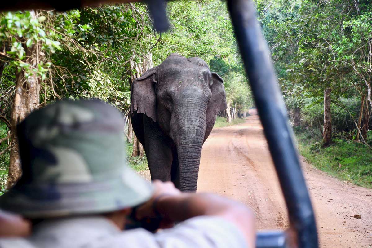 Guide photo elephant Safari Wilpattu National Park