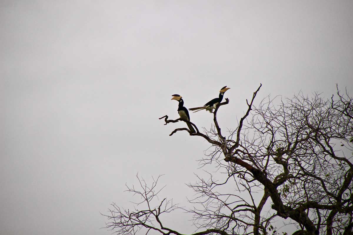 Hornbill Safari Wilpattu National Park