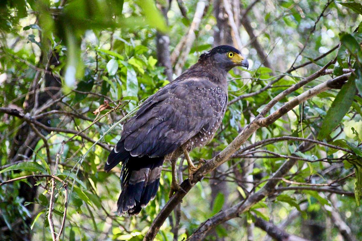 aigle Safari Wilpattu National Park