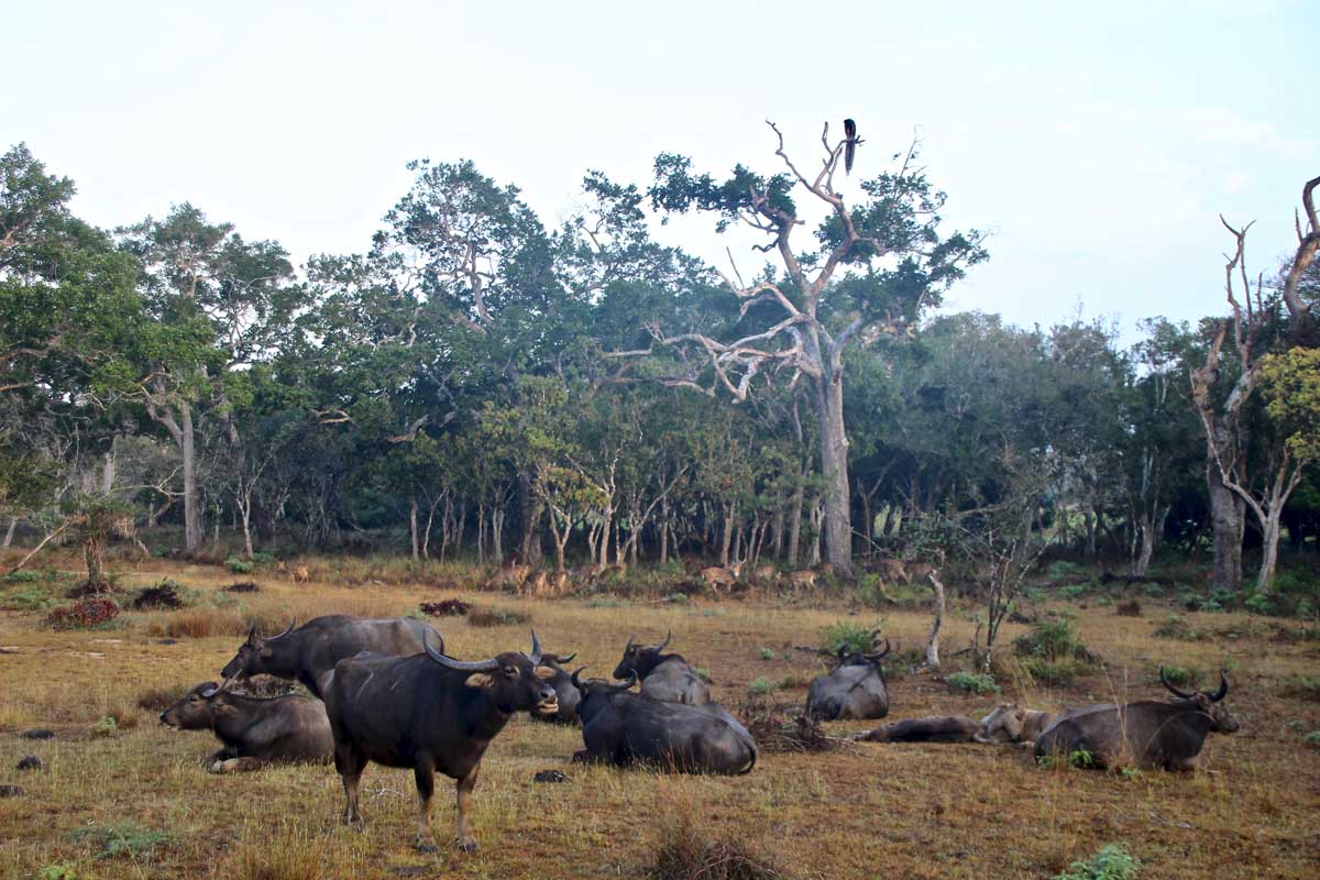 buffles Safari Wilpattu National Park