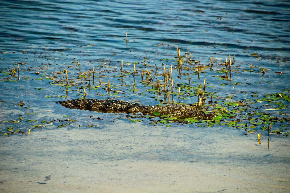 crocodile cache Safari Wilpattu National Park