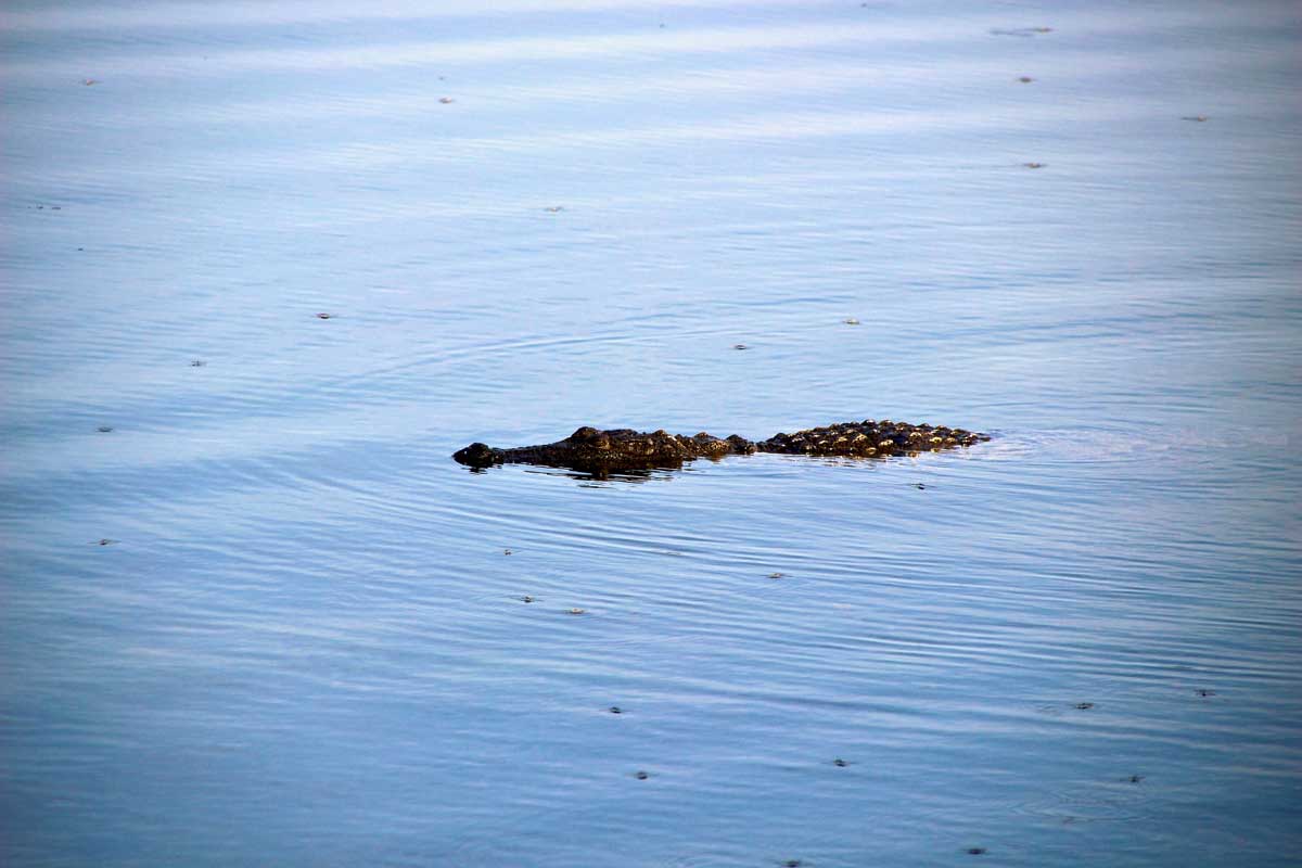 grand crocodile Safari Wilpattu National Park