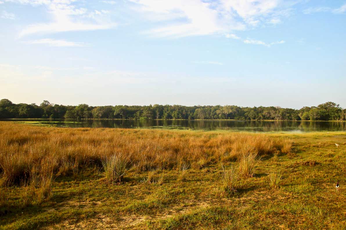 paysages Safari Wilpattu National Park