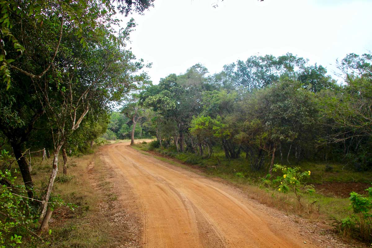 piste Safari Wilpattu National Park