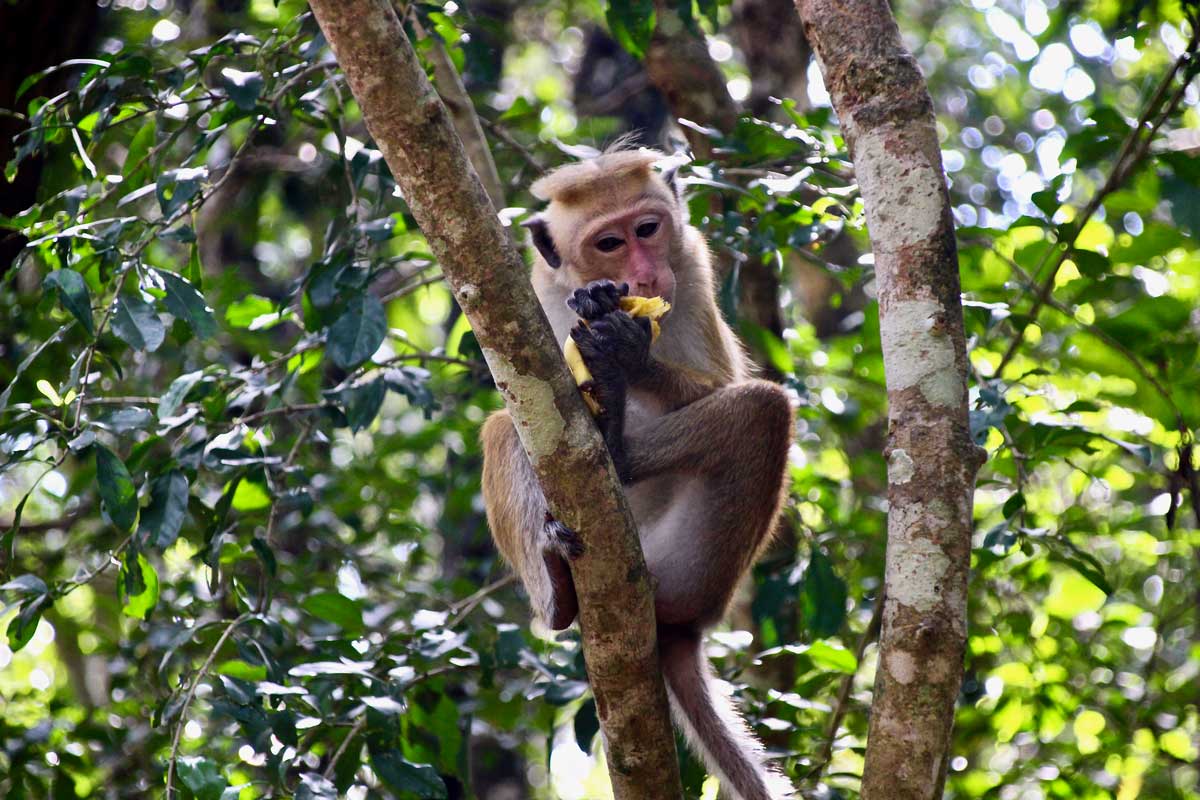 singe voleur Safari Wilpattu National Park