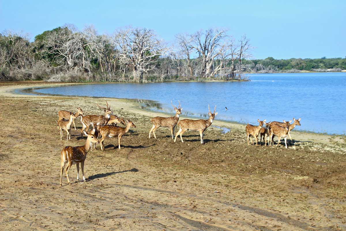 troupeau Safari Wilpattu National Park