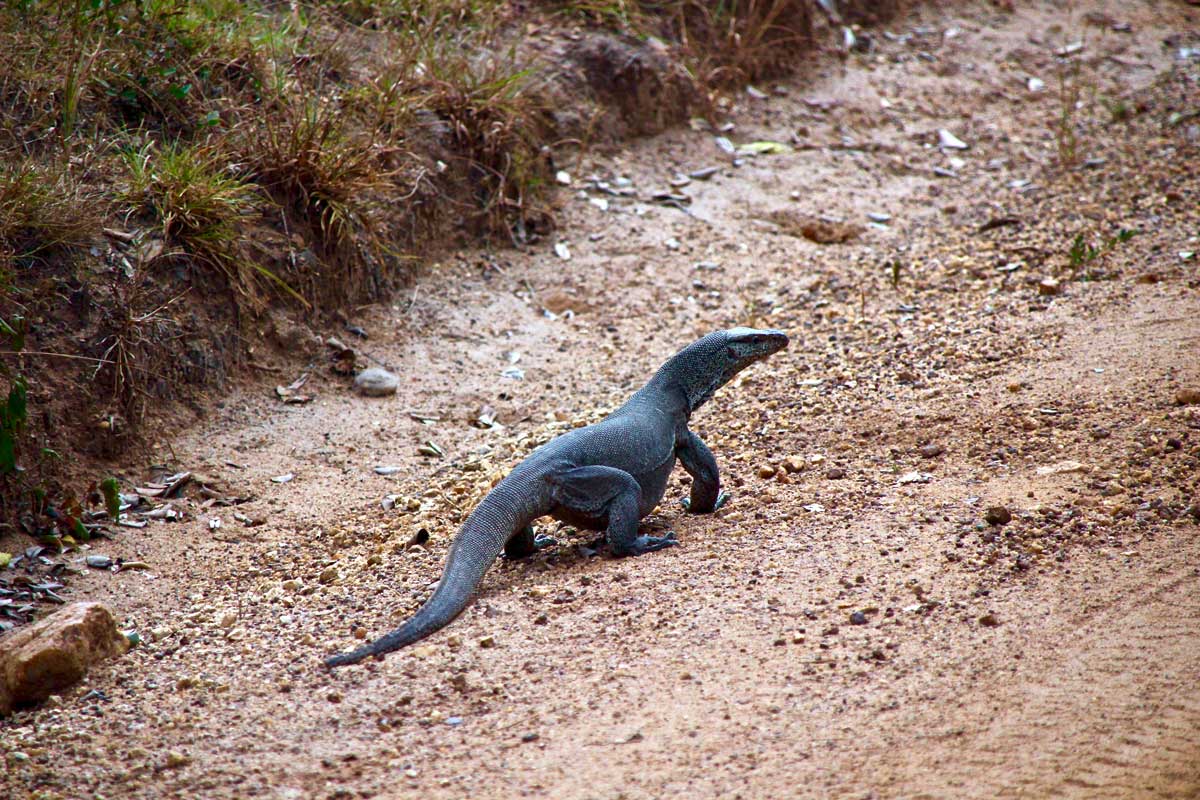 varang Safari Wilpattu National Park