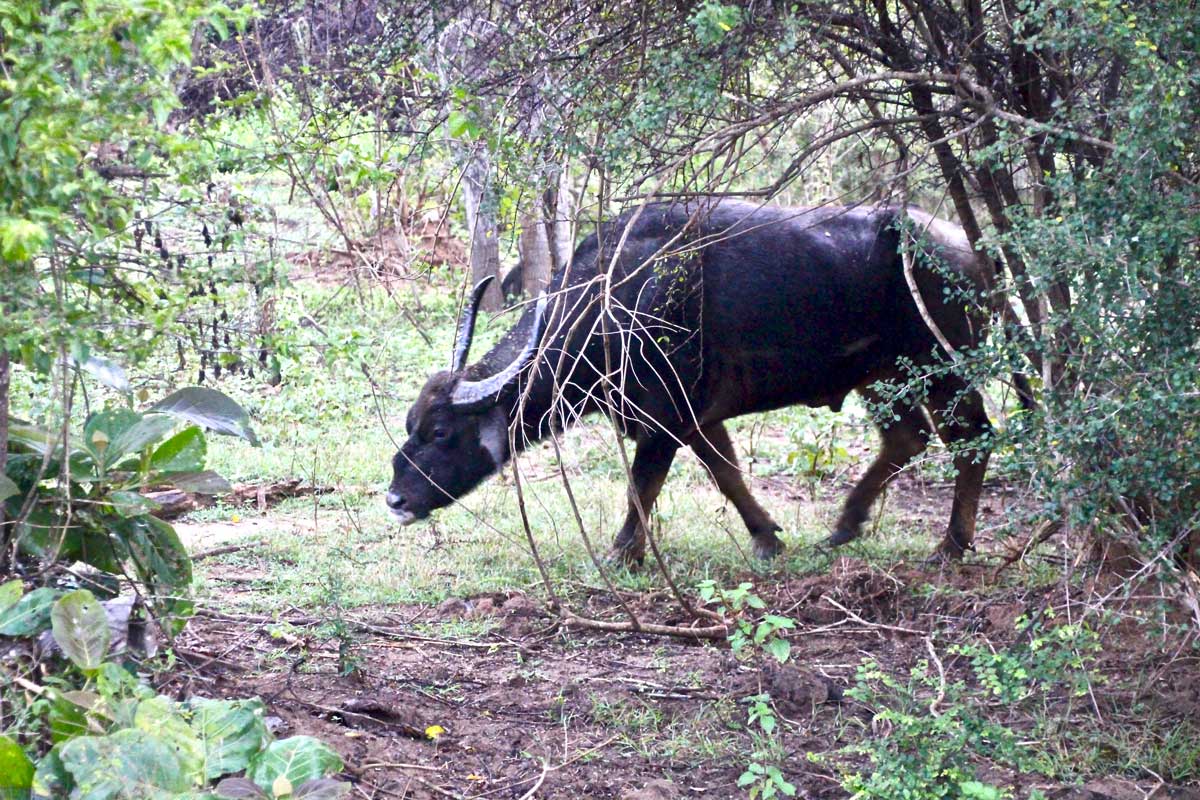 buffle Udawalawe Sri Lanka