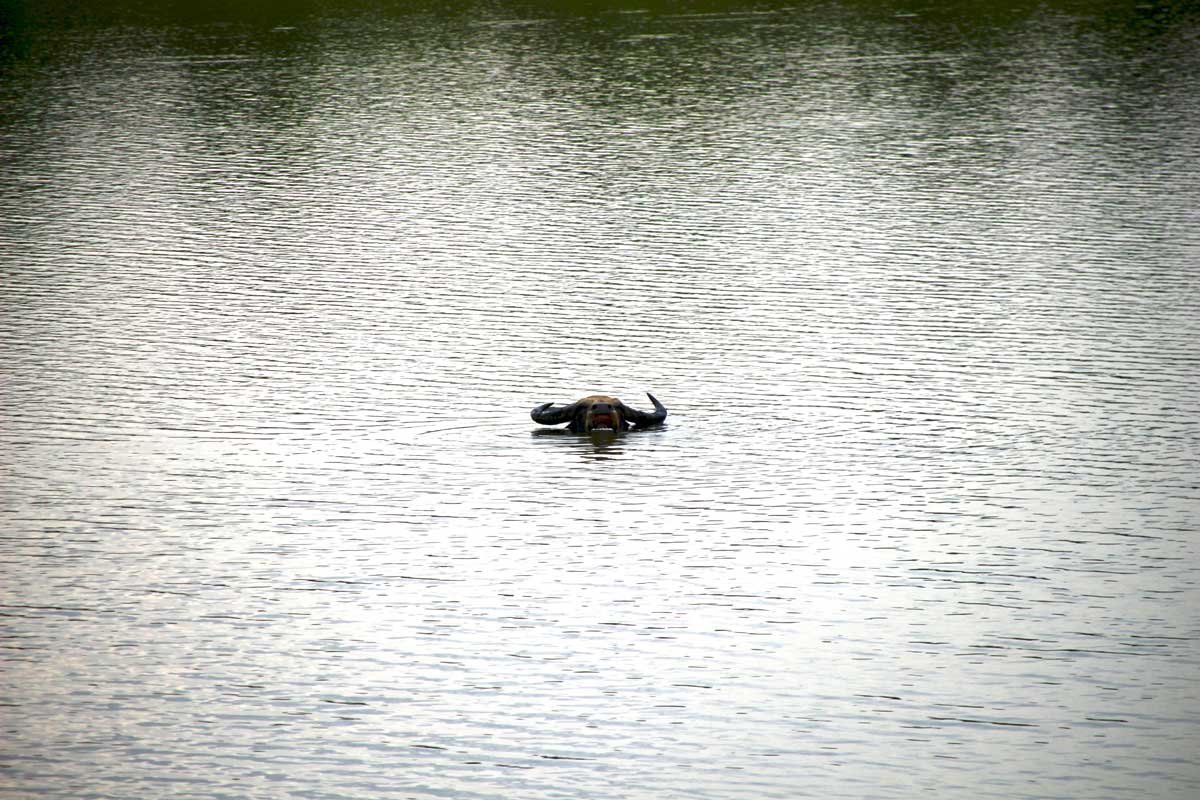 buffle dans l eau Udawalawe Sri Lanka