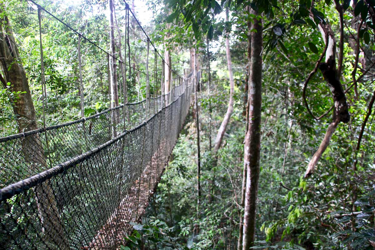 taman negara canopy walk