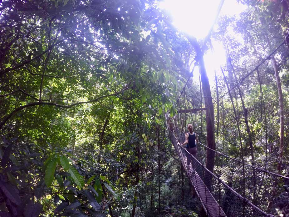 taman negara canopy walk