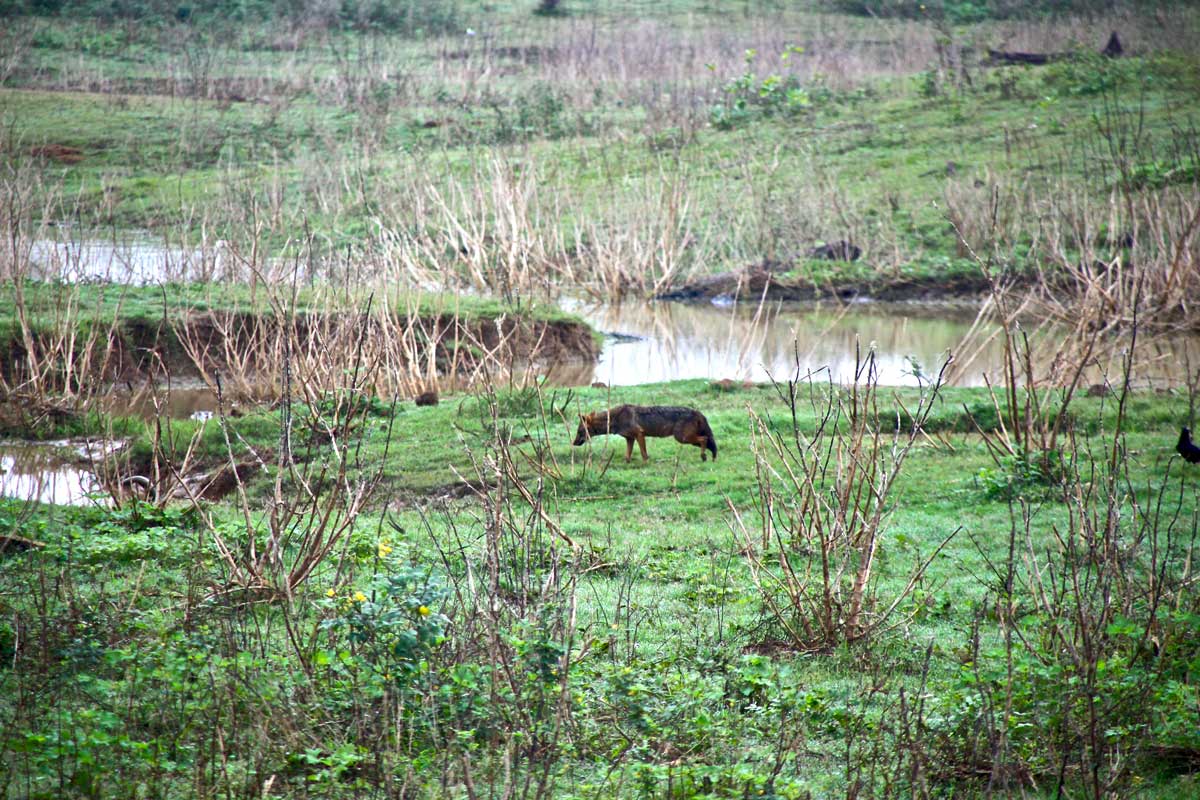 chacal Udawalawe Sri Lanka