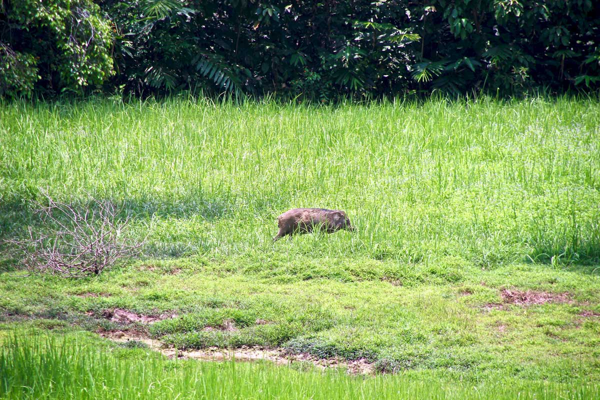 cochon sauvage taman negara