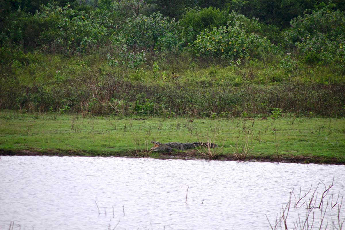 crocodile Udawalawe Sri Lanka