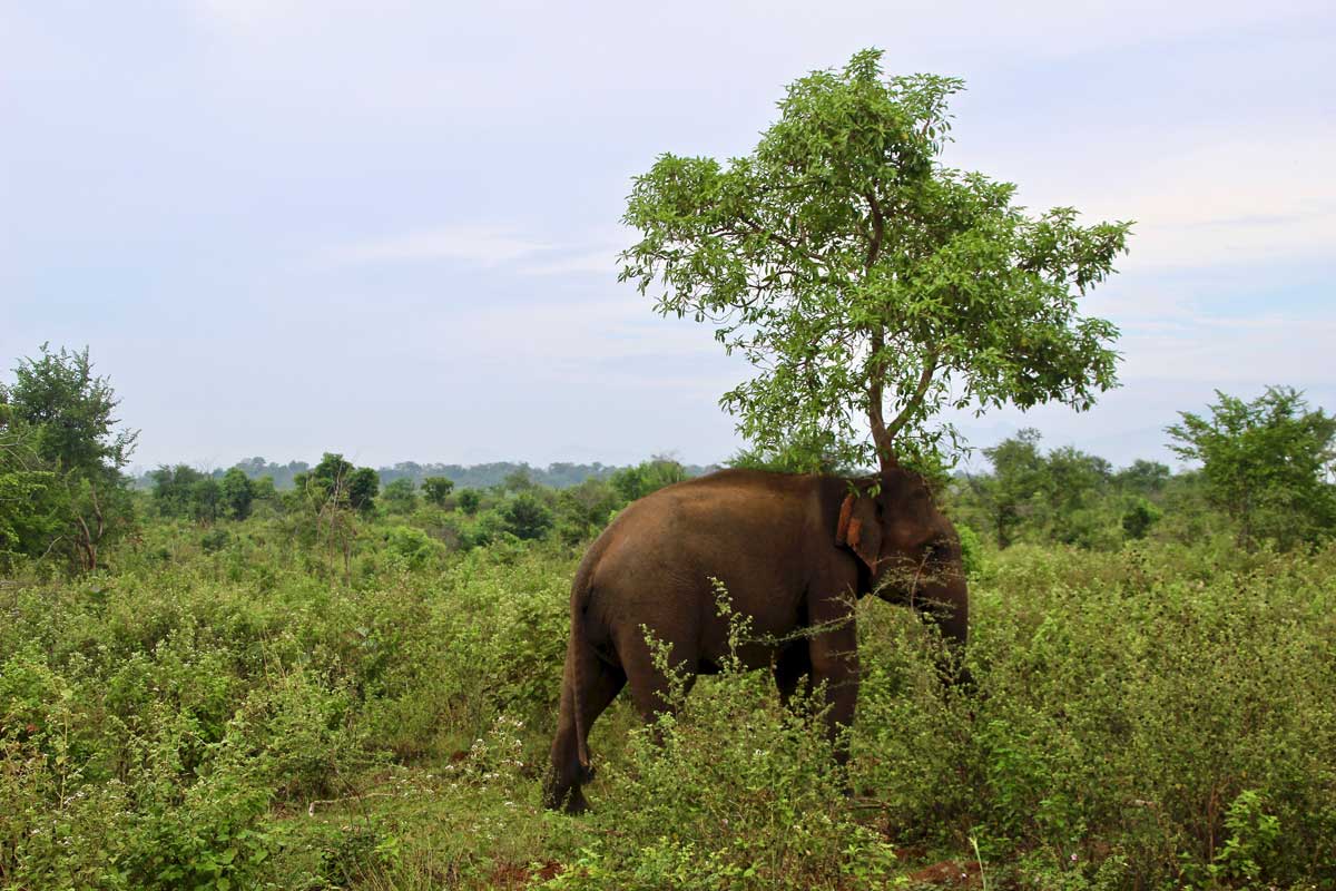 elephant arbre Udawalawe Sri Lanka