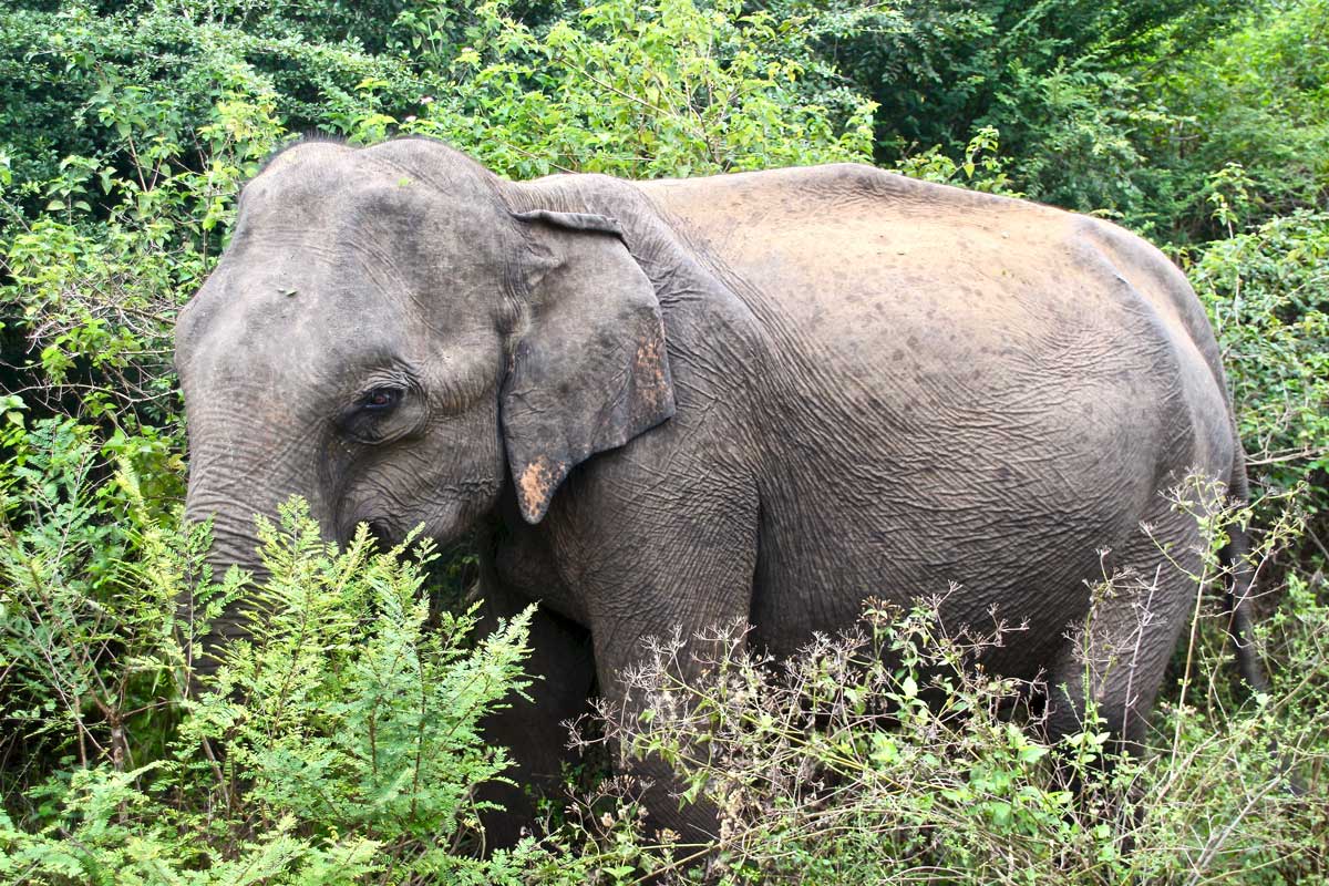 elephant de pres Udawalawe Sri Lanka