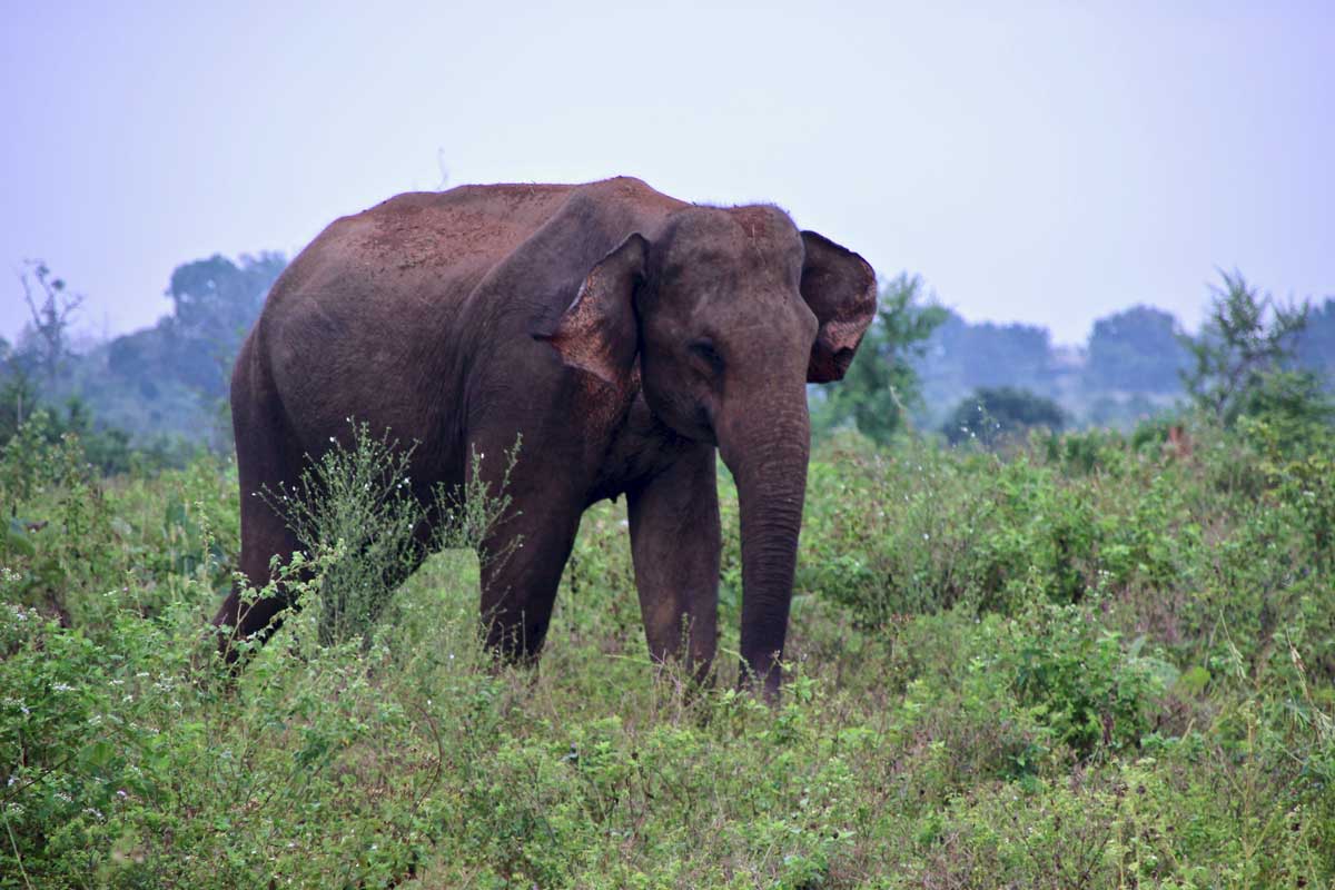 elephant male Udawalawe Sri Lanka