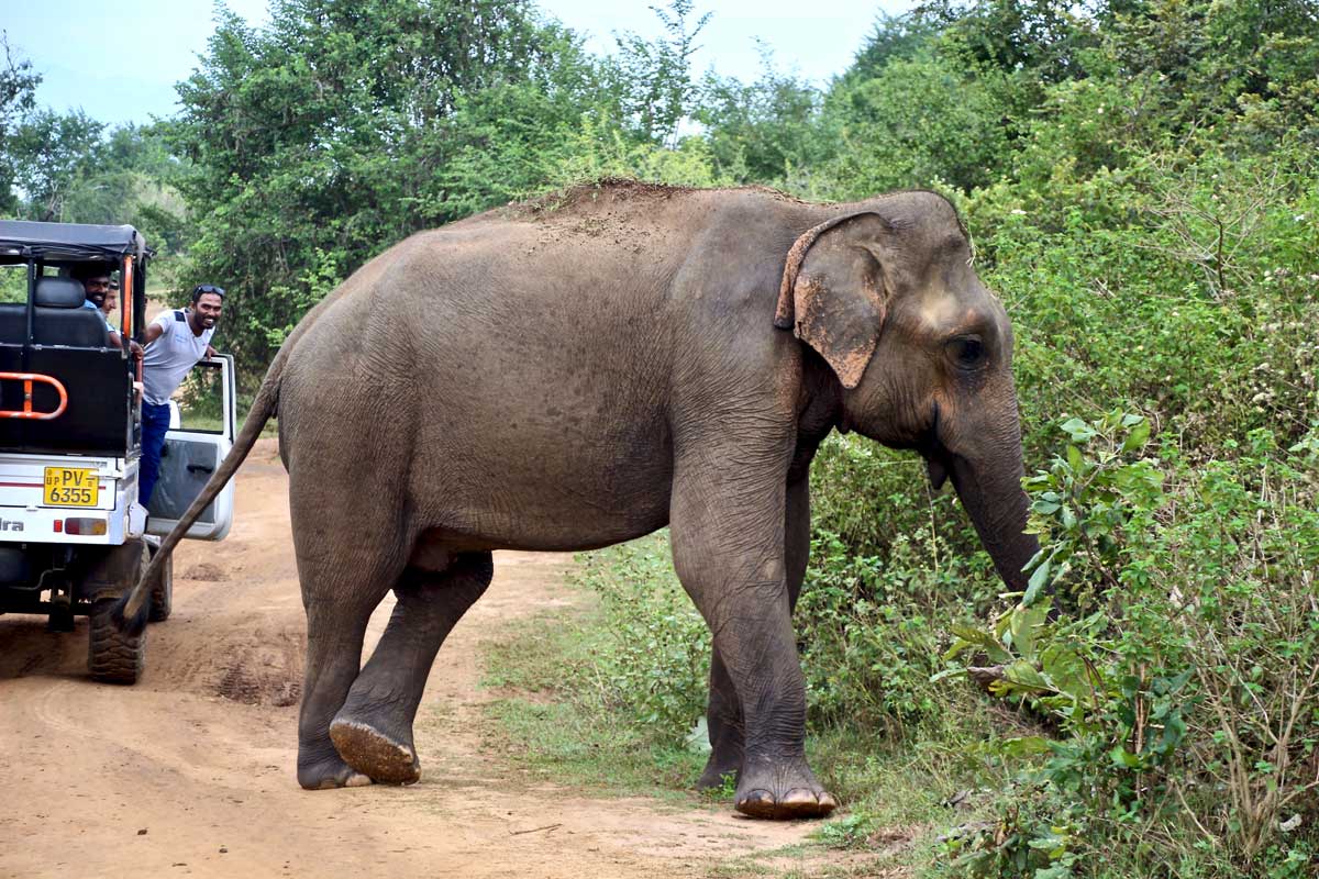 elephant pose Udawalawe Sri Lanka