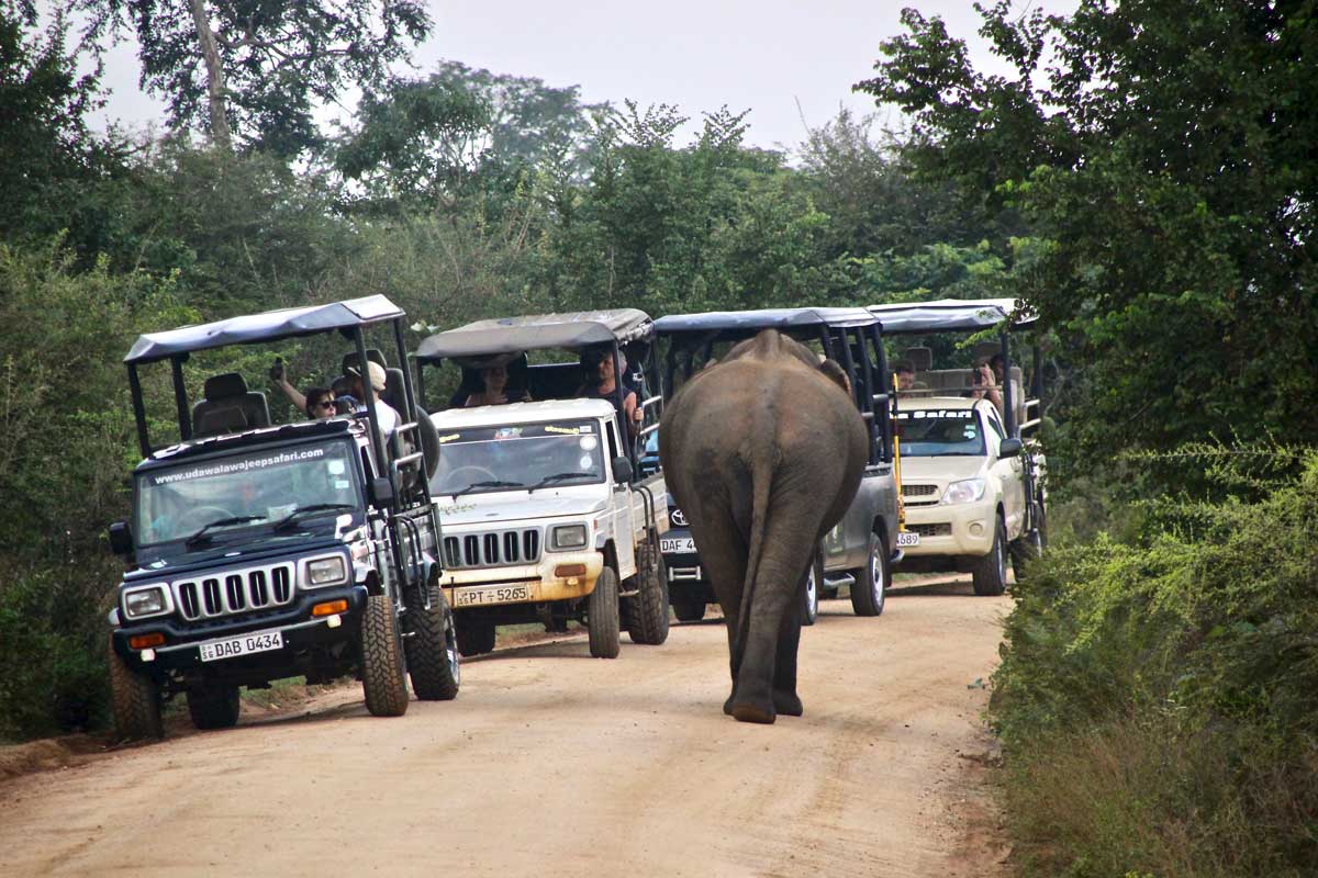 elephant sur la piste et jeep