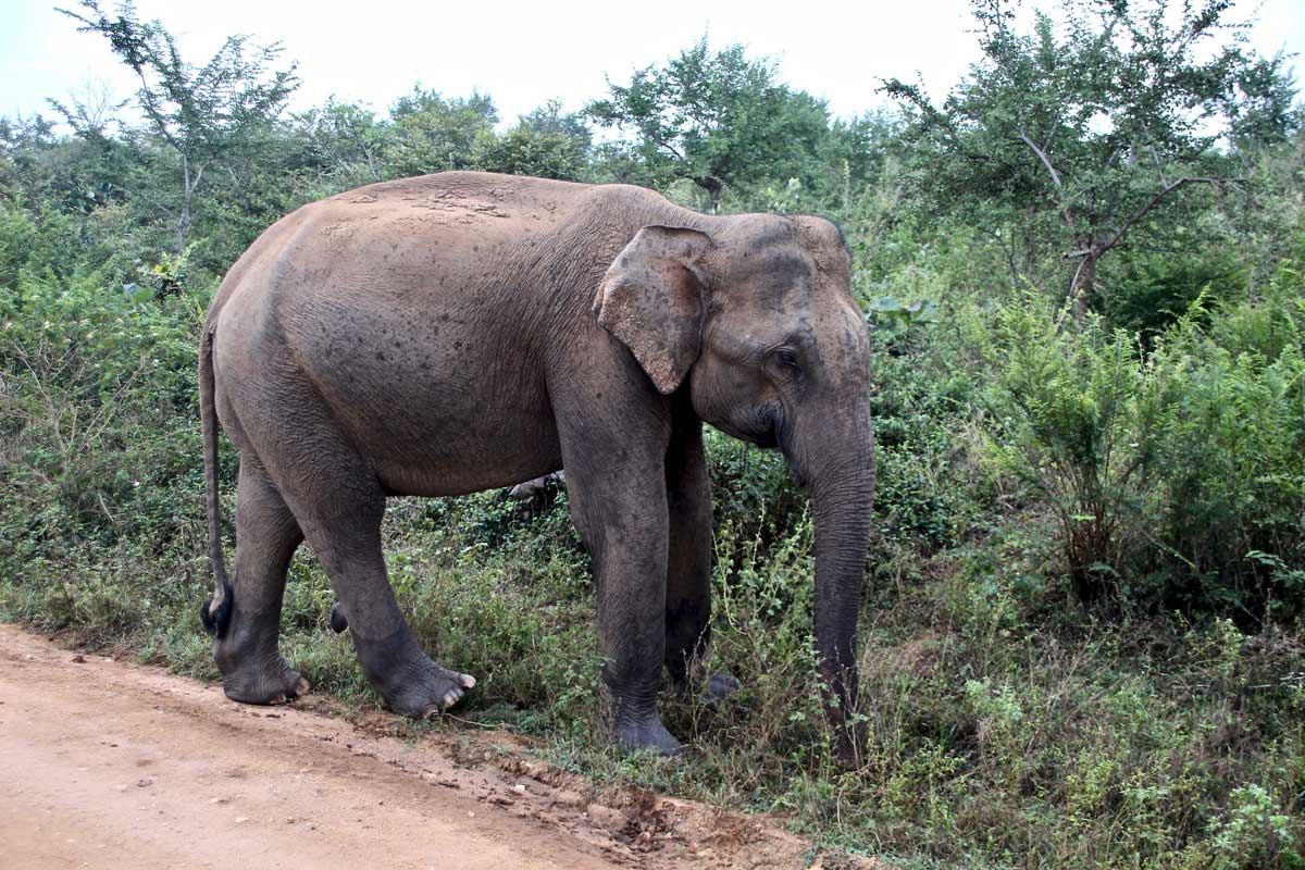 elephant sur le bord Udawalawe Sri Lanka