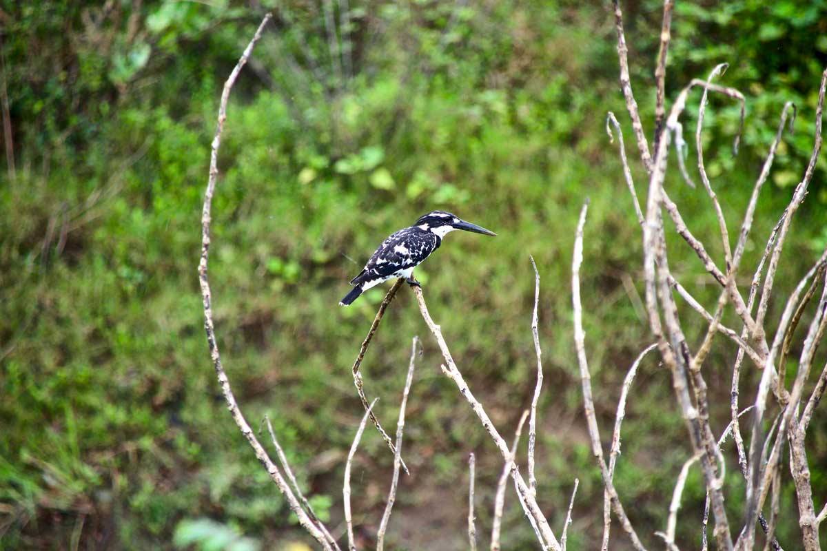 oiseau Udawalawe Sri Lanka