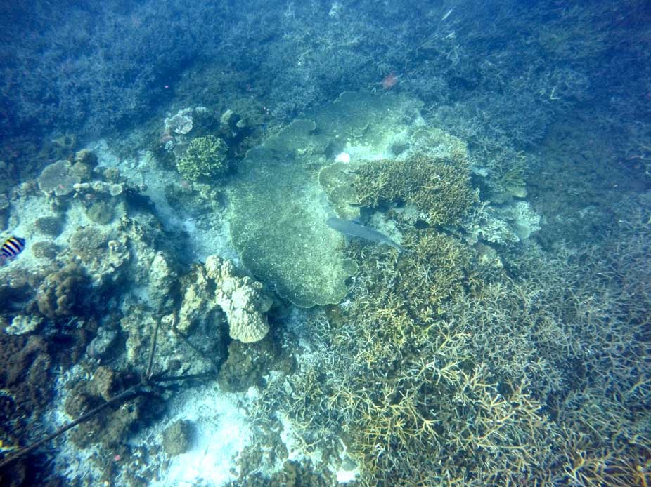 requin snorkeling tioman malaisie