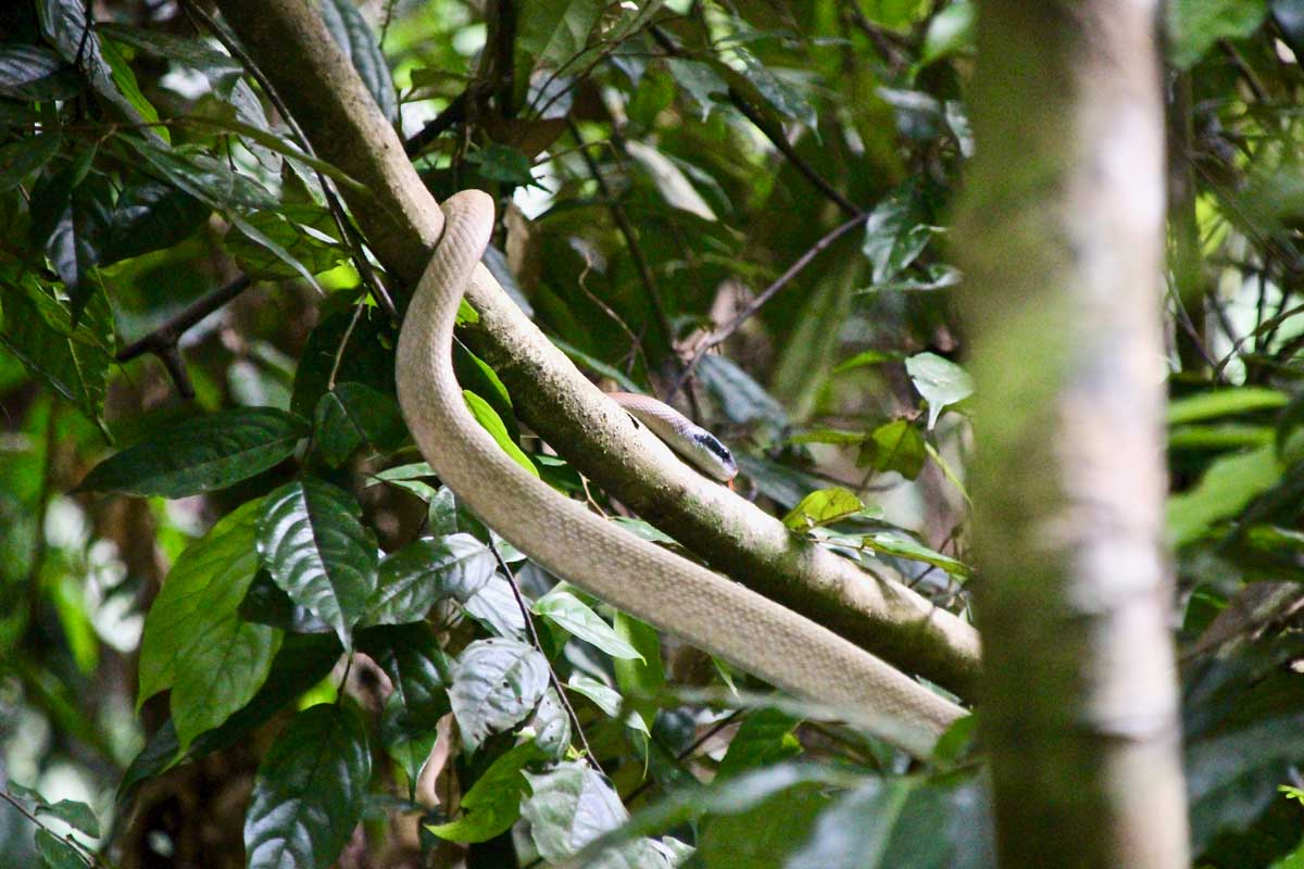 serpent taman negara