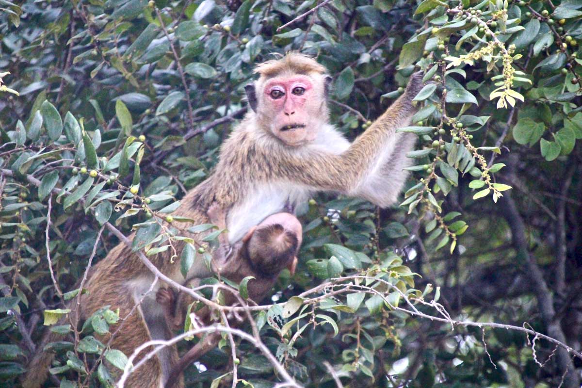 singe Udawalawe Sri Lanka