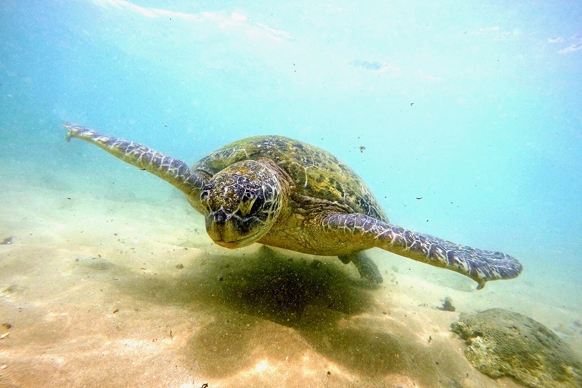 tortue hikkaduwa sri lanka