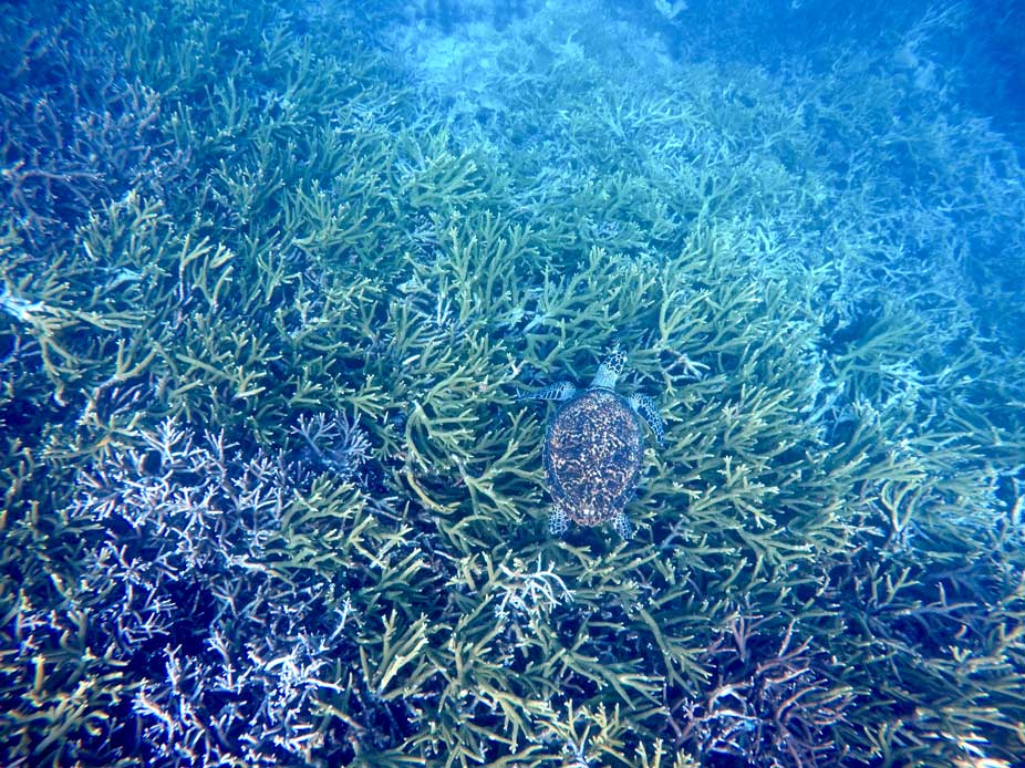 tortue snorkeling tioman malaisie