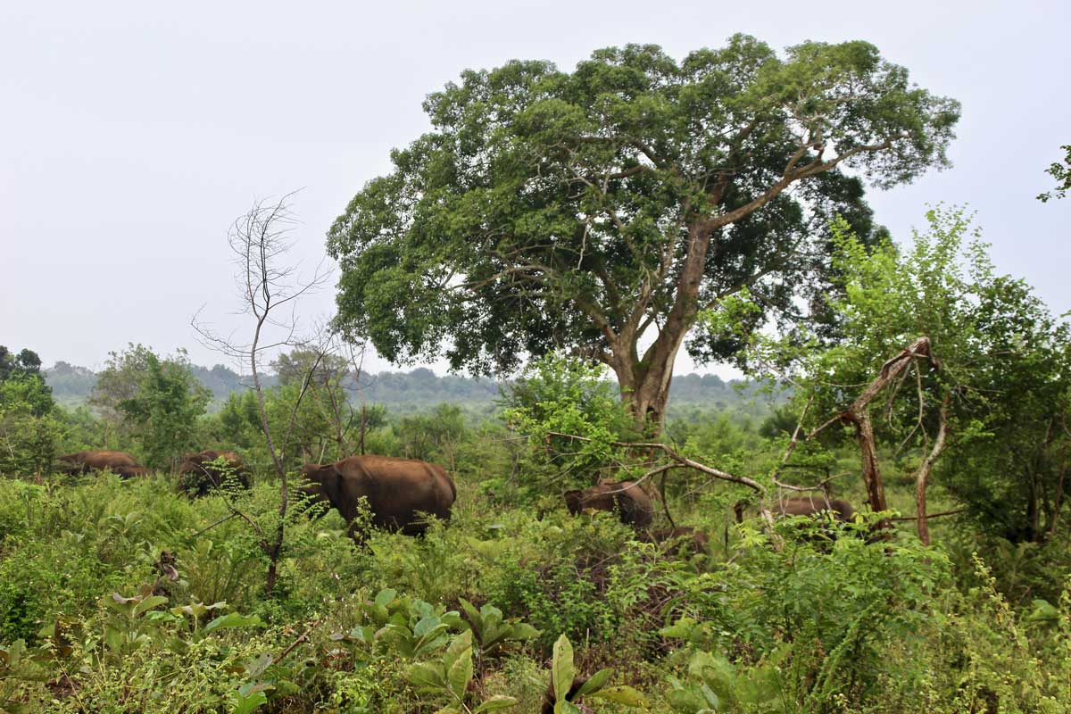 troupeau elephants Udawalawe Sri Lanka