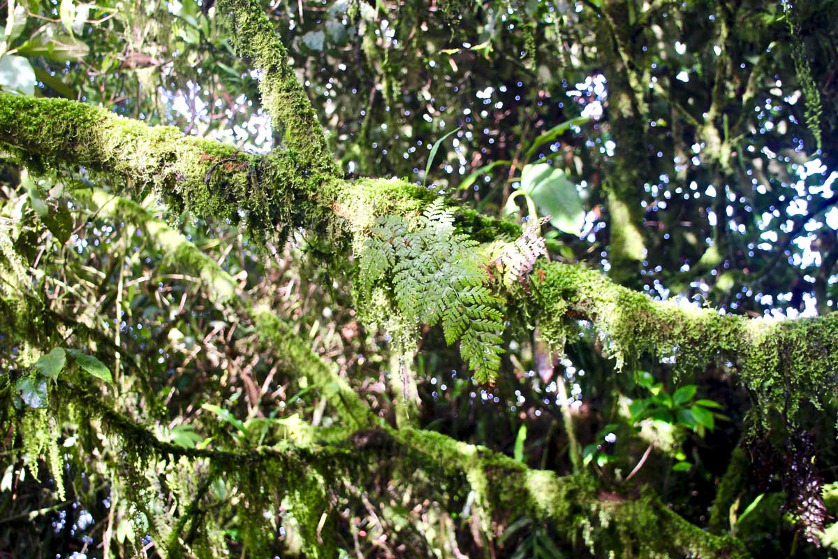 foret mousse cameron highlands