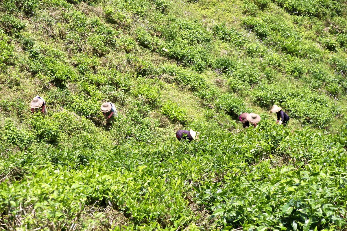 cueilleuses de thé cameron highlands