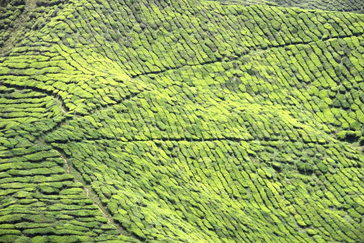 plantations de thé Cameron valley cameron highlands malaisie