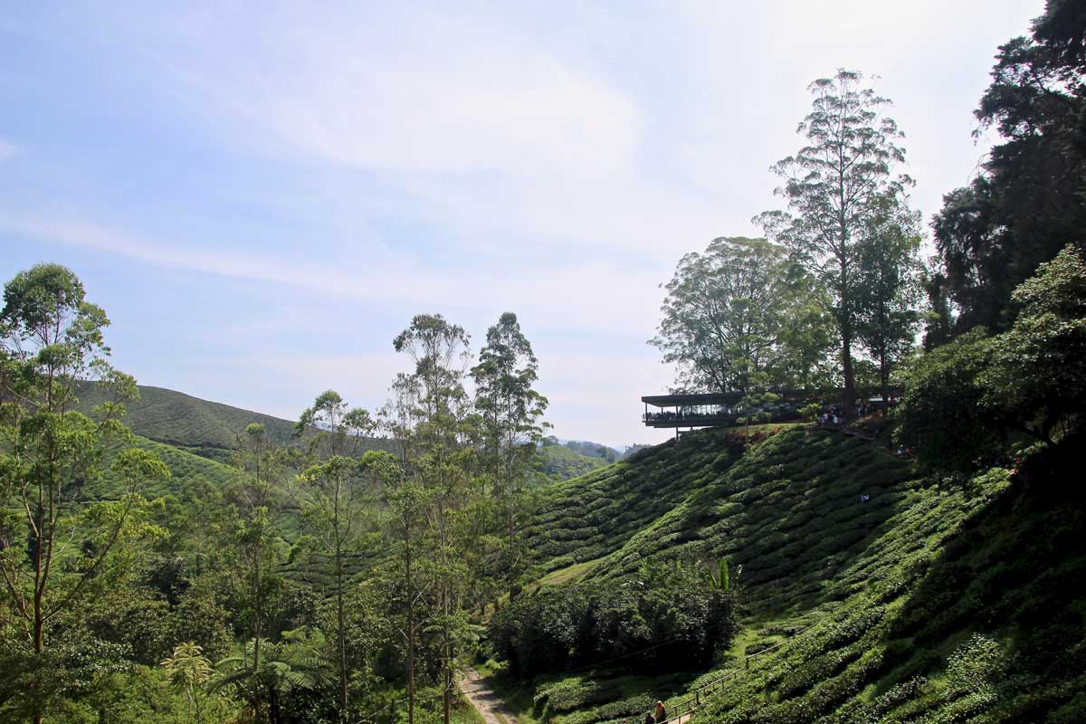 plantations de thé boh cameron highlands