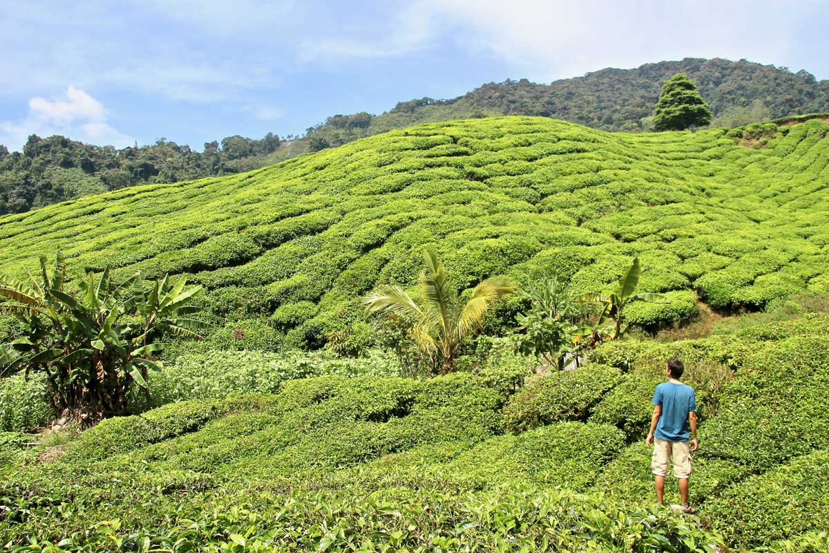 plantations thé boh malaisie