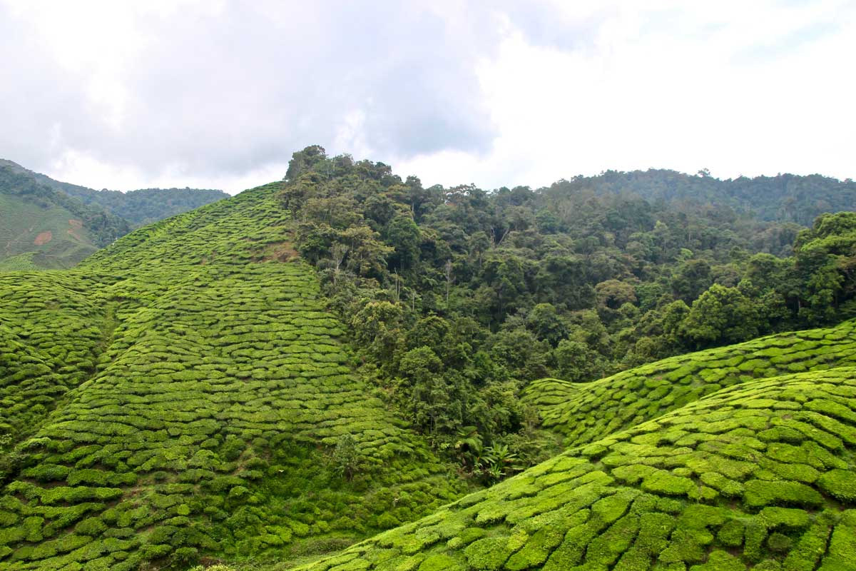 plantations de thé Cameron valley cameron highlands malaisie