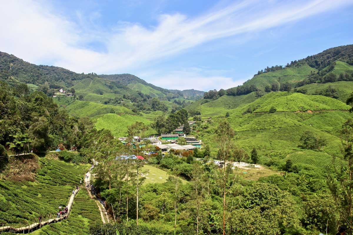 thé boh cameron highlands